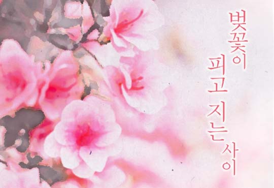 벚꽃이 피고 지는 사이